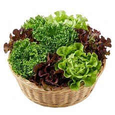 [자연한입] 프리미엄 무농약 유러피안 모둠 쌈채소, 1kg, 1개