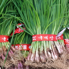 야과몰 국내산 싱싱한 흙 쪽파 3kg 6단 내외, 1개
