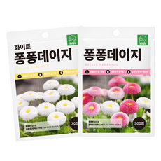 주주씨앗 키작은 데이지 씨앗 2종세트 당년개화 잉글리시 데이지 600립, 1개