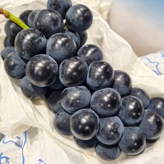 고당도 국산 특품 캠벨포도 송산 대부 상주 남원 포도, 1개, 특품 캠벨포도 1kg 3수내외