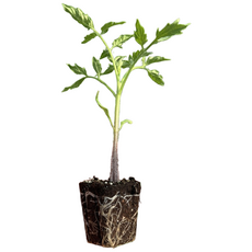 새마을총각 왕토마토모종 도태랑 찰토마토, 2개