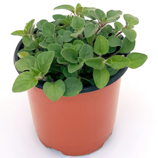 오레가노 허브 실내 공기정화 소형 반려 식물, H24.오레가노, 1개