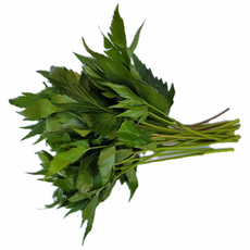 싱싱한 당귀잎 100g / 500g 중량별, 1개