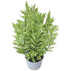 화은룡 천국의계단 다육식물 중품 반려식물 에이피팩토리, 1개