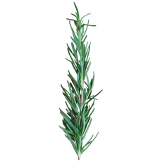 로즈마리 생잎, 50g, 1개