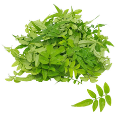 [허브아이] 자스민 100잎, 100개입, 1개, 10g