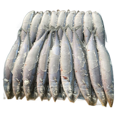 최가네 냉동꽁치 구이용 낚시 미끼용 2번 3번사이즈, 2박스, 꽁치3번/9.3kg(84-100미)