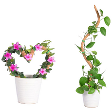 몬스테라 슬림 수태봉 넝쿨 식물 화분 리스 지지대 100cm, 1개