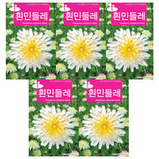 모두다 꽃씨앗 흰민들레씨앗(100립), 5개