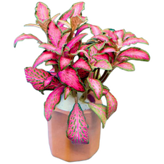 수초몰 핑크스타 (1포트) 초보자수초 자연수초 쉬운수초 초보수초 인기수초 구피 은신처 키우기쉬운수초, 1개