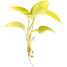 미미네아쿠아 스킨답서스 3촉 - (베타침대 원예수초), 1세트