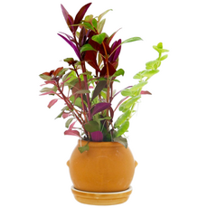 미미네아쿠아 항아리 속 포트 수초, 1개