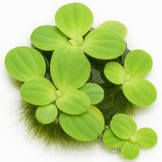 피시티아(미니물배추) 8촉 수질정화 부상수초