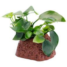 미미네아쿠아 활착수초 활화산 나나, 1개