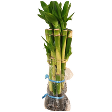 개운죽 20cm 1묶음 (10개포함) 1팩, 1개