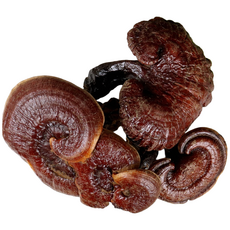 자연닮음 국산 자연산 영지버섯 300g, 1개