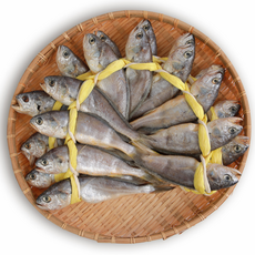 [HACCP] 백순기굴비 가정용 참굴비 20미 세트, 1박스, 참굴비4호 20미 1.6kg