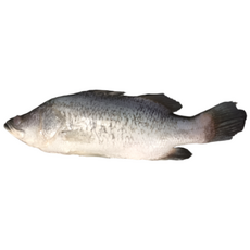 늘솜푸드 농어 급냉동 손질 직수입, 5개, 1kg