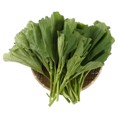 국내산 아욱 1kg 400g 당일채취 아욱나물 채소의 왕, 1개