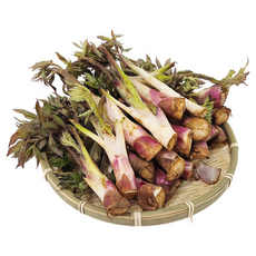 여수 돌산 땅두릅 500g 산지직송 독활 봄나물 두룹 산나물 Q, 1개