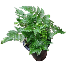 고사리 후마타고사리 중형 25~40cm 99, 1개