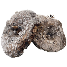 [경동버섯유통 송이 능이] 자연산 능이버섯 / 냉동 1kg 냉동능이/특A급 A급 B급 C급 P급 육수용, 냉동능이 C급 1kg, 1개