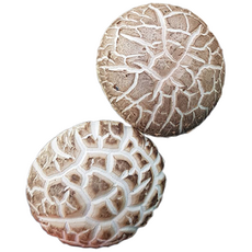 산지직송 무농약 장흥 생표고버섯 1kg 2kg 참나무 배지, 하품 2kg, 1개