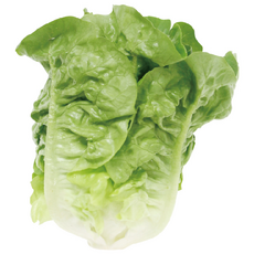 [푸른뜨레] 국내산 미니로메인 1kg 미니코스 유럽상추 샐러드 상추, 1박스