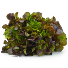 굿피플 상추 적상추 국내산적상추 쌈채소 [적상추], 1박스, 4kg