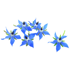 [허브아이] 식용꽃 보리지 먹는꽃 30송이, 30개, 1개입