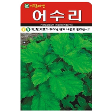 어수리 씨앗 씨 종자, 2개