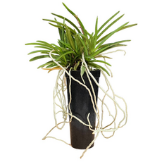 소엽란(대품) 풍란 동양란 난 난키우기 식물키우기 화초 모종 꽃 난화분 나라아트, 1개