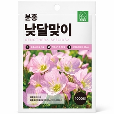 주주씨앗 분홍 낮달맞이 씨앗 1000립 노지월동 다년생 야생화 꽃씨, 1개