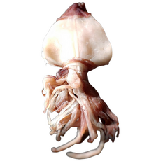 하늘갓 반건조 한치 1kg 50마리 내외, 1개, 대형1kg-25마리 내외