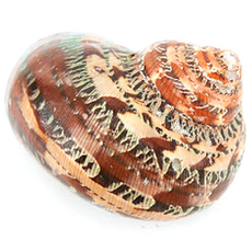 소라게 브라운 우드 쉘 은신처, 1개