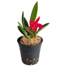 나라아트 카틀레아 차밍루비(소품), 1개