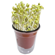 콩나물키우기 키트 소형 식물체험 쉽게 키워보는 콩나물, 1개