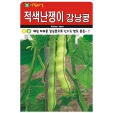 적색난쟁이강낭콩 씨앗 종자 씨, 3개