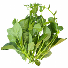 몽떠이/말라바 시금치(Mong toi) 500g/아시아 농장 송소희, 1개