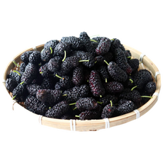 [프레쉬뉴] 산지직송 국산 고창 토종 오디 생과 열매 냉동 급냉 햇 생 오디 과일, 1박스, (냉동)토종오디 2kg(특)