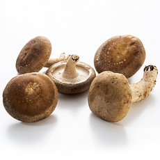 국내산 무농약 생표고 버섯 알뜰형 못난이 파지 1kg, 1개