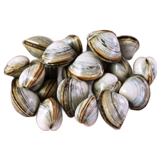 프레시데이 [단골농장] 서해안 고창 갯벌 해감된 동죽 조개 물총조개, 9kg, 1개