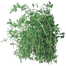 쉐프의정원 백리향(타임 허브), 1개, 50g