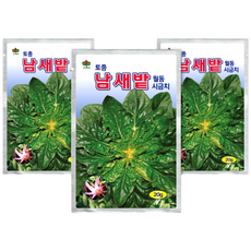 씨드코리아 남새밭 월동시금치 씨앗 20g, 1개
