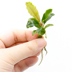 미미네아쿠아 부세파란드라 브라우니 1촉, 1개