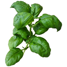 바질 페스토용 1kg 바질생잎 basil 당일수확 잎 8cm이상 국내산 무농약 허브, 1개