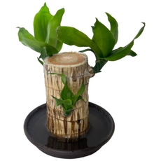 행운목 드라세나 맛상게아나 관엽 음지식물 수경재배 실내공기정화 대성식물, 1개