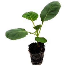 파머시카 미니 방울양배추 모종 정품종자사용, 8개