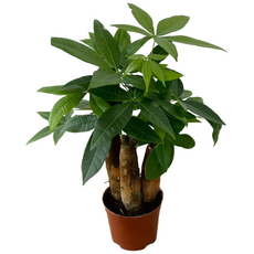 삼식이 파키라 10cm 관엽 공기정화식물 키우기쉬운 플랜테리어 나무 대성식물, 1개