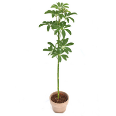 쉐프렐라 Schefflera 홍콩야자 실내식물 공기정화식물 플랜테리어 인테리어 무호화훼 서비내, 1개